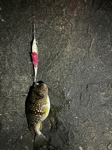 ヤリイカの釣果