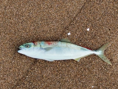 フクラギの釣果