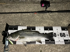 フッコ（ヒラスズキ）の釣果