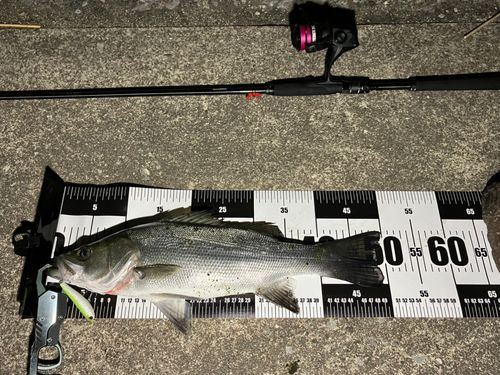 フッコ（ヒラスズキ）の釣果