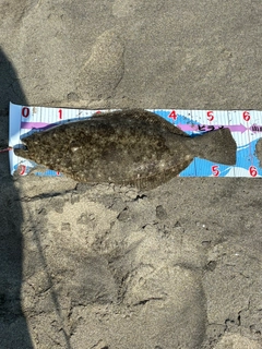 ヒラメの釣果