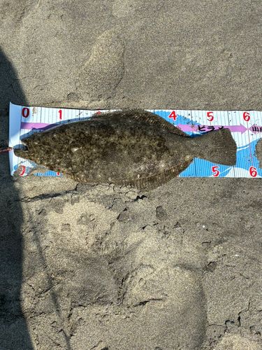ヒラメの釣果