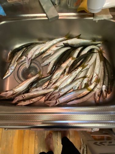 アカカマスの釣果