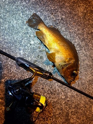 アカメバルの釣果