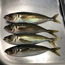 マアジ