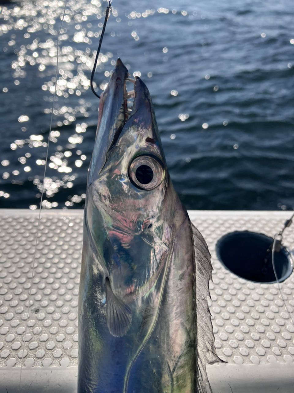 SHIMANO 19プレイズ 600の最安値・インプレ・釣果 | 本音の口コミが