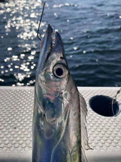 タチウオの釣果