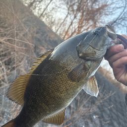 スモールマウスバス