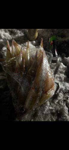 ヤリイカの釣果