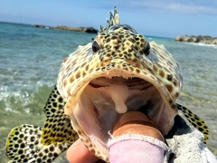 カンモンハタの釣果