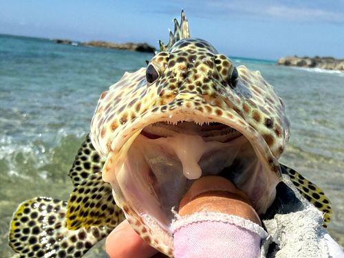 カンモンハタの釣果