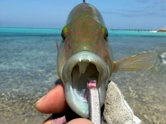 ミツバモチノウオの釣果