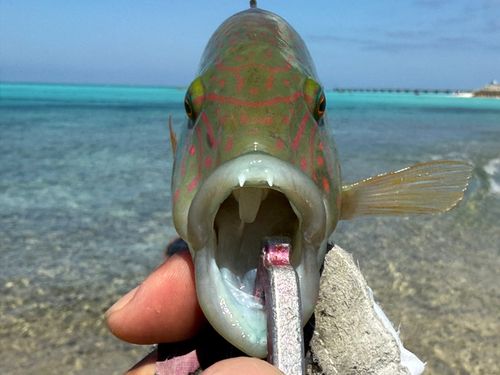 ミツバモチノウオの釣果