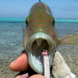 ミツバモチノウオ