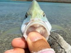 カスミアジの釣果