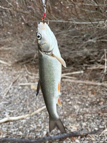 ウグイの釣果