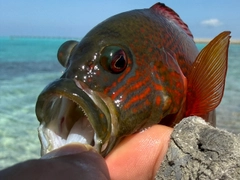 ガンテンメギスの釣果