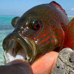 ガンテンメギス