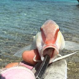 オオスジヒメジ