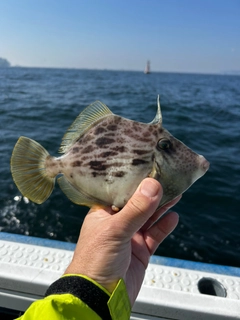カワハギの釣果