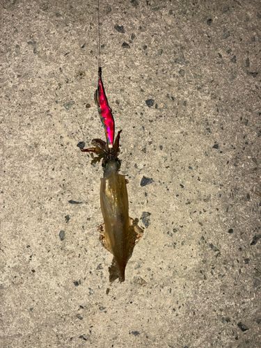ヤリイカの釣果