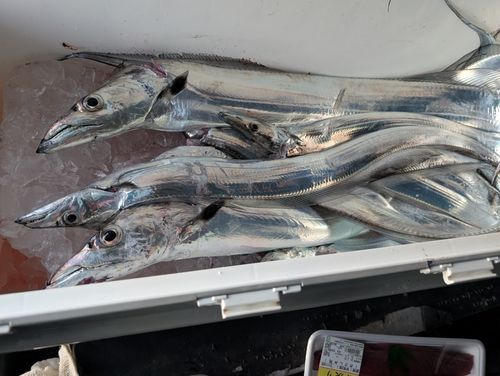 アカハタの釣果