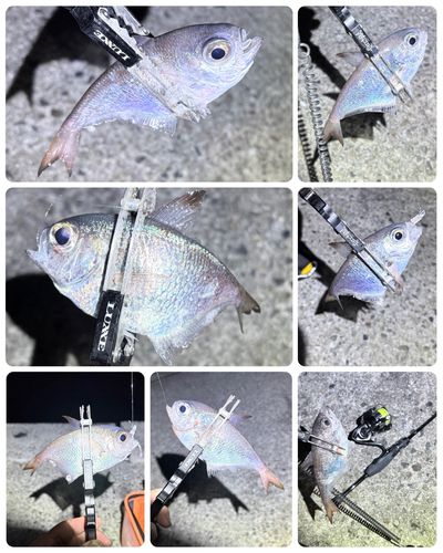 ミナミハタンポの釣果