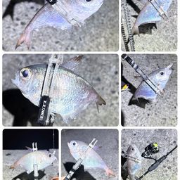 ミナミハタンポ