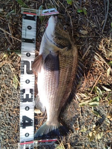 チヌの釣果
