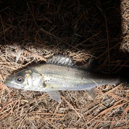 セイゴ（マルスズキ）