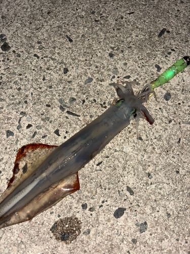 ヤリイカの釣果