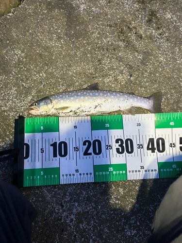 アメマスの釣果