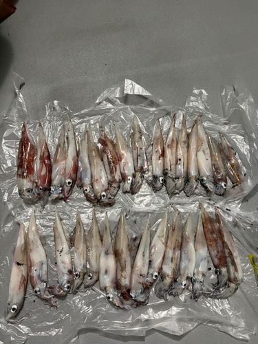 ヤリイカの釣果