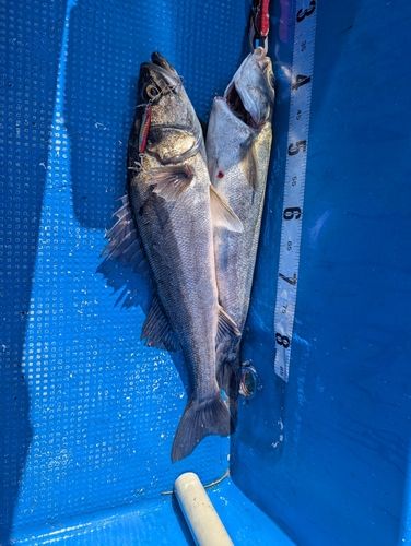 シーバスの釣果