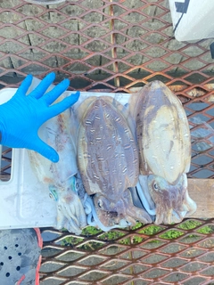 イカの釣果