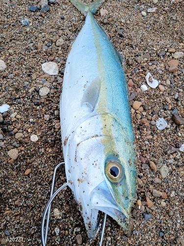 コズクラの釣果