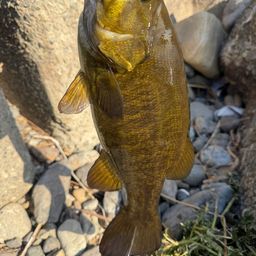 スモールマウスバス