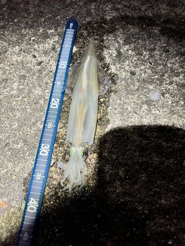 ヤリイカの釣果