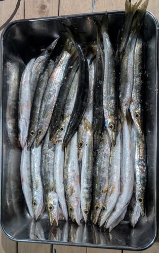 アカカマスの釣果