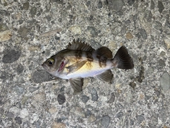 シロメバルの釣果