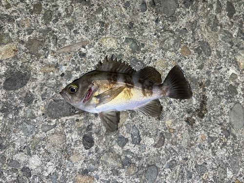 シロメバルの釣果