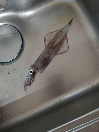 ヤリイカの釣果
