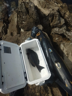 グレの釣果
