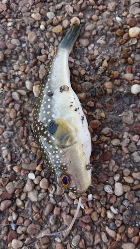 養老川臨海公園