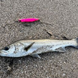 セイゴ（マルスズキ）