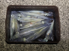 ヤリイカの釣果