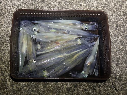 ヤリイカの釣果