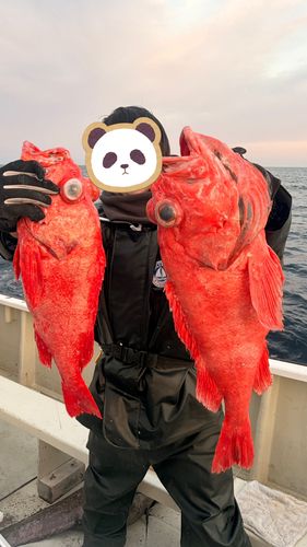 ベニアコウの釣果