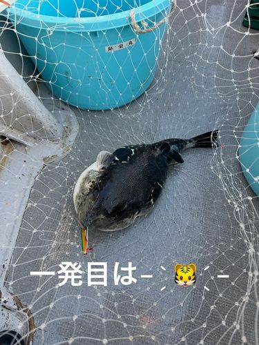 トラフグの釣果
