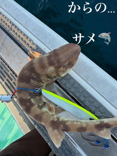 ネコザメの釣果